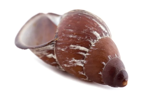 Sea shells macro — Stock Photo, Image