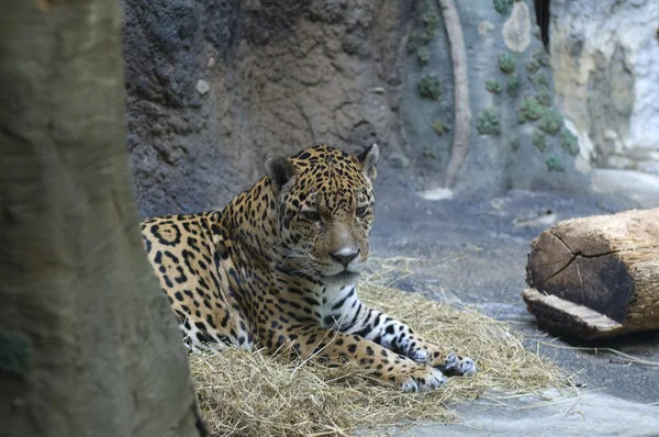 Гепард в зоопарку Ліцензійні Стокові Зображення