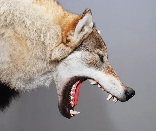 狼 — ストック写真