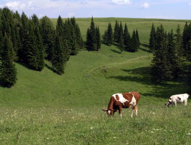 Pastoral