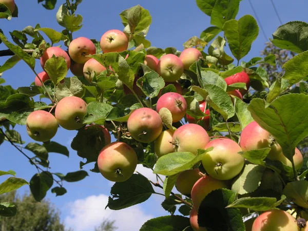 Jablko tree2 — Stock fotografie