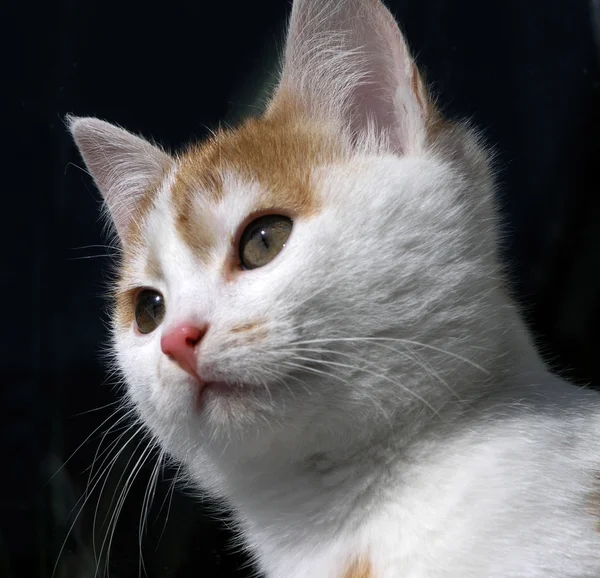 Pisica — Fotografie, imagine de stoc