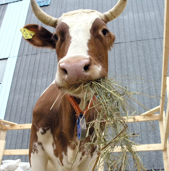 Cow2 — Stock Photo, Image