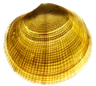 Shell3