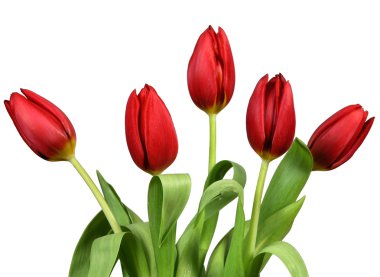 Tulips clipart