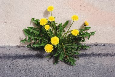 Dandelions clipart