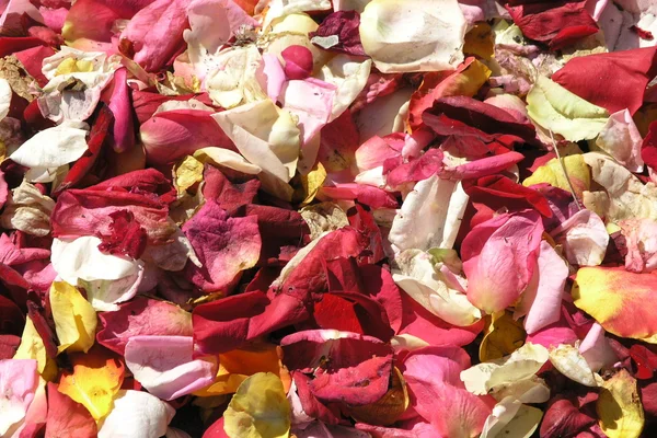 stock image Rose-petals