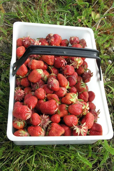 Strawberry2 — Stock Photo, Image