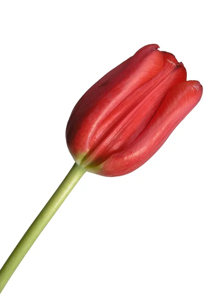 Tulip2 — стокове фото