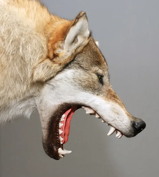 Wolf — Stock Photo, Image