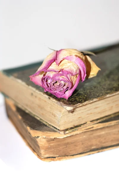 Rose on book — Stock Photo, Image