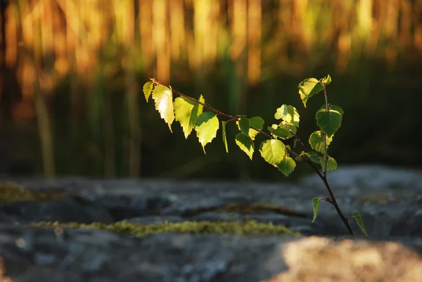 stock image Birch-tree sprout