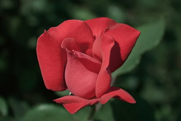 गुलाब — स्टॉक फ़ोटो, इमेज