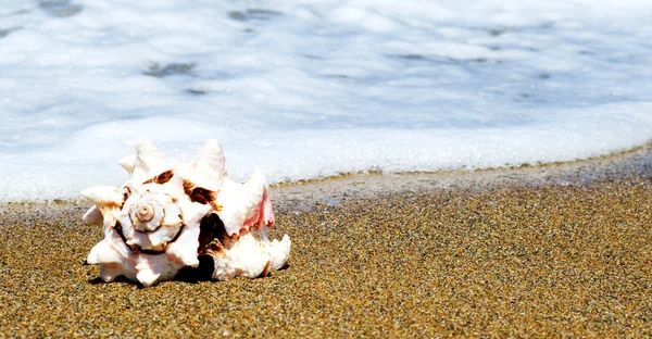 Κέλυφος στην παραλία — Φωτογραφία Αρχείου