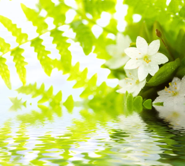 Bílé květiny a zelené listy — Stock fotografie