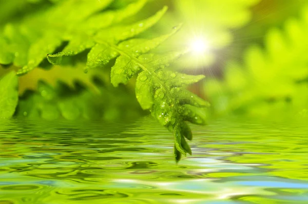 Fern leaf återspeglas i vatten — Stockfoto