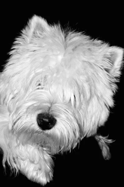 West Highland terrier bianco — Foto Stock