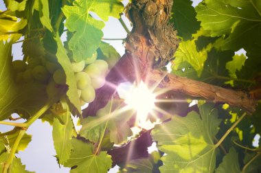 Grapes under the sun clipart