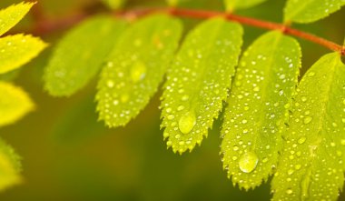 Close-up of wild ash leaf after rain clipart