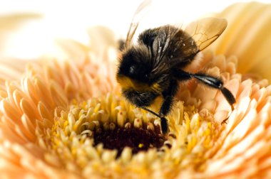 A bumble-bee collects pollen on clipart