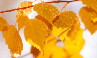 Autumn leafs after rain (Shallow dof) clipart