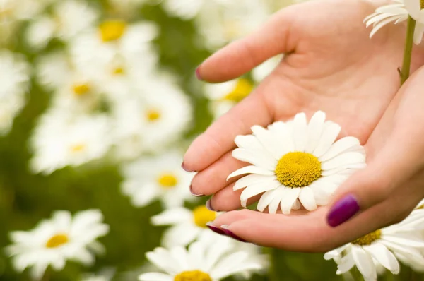 Kadınların elleri tutan bir papatya çiçeği — Stok fotoğraf