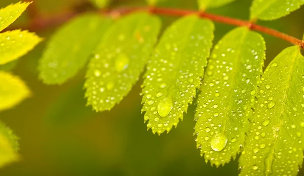 Szczelnie-do góry dzikie popiołu liści po deszczu — Zdjęcie stockowe