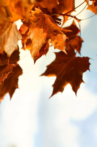 Beautiful autum leaves against sky — Stock Photo, Image