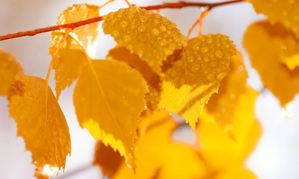Na podzim listy po dešti (mělké dof) — Stock fotografie