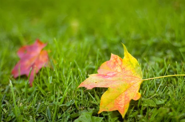 Maple leafs op het gras — Stockfoto