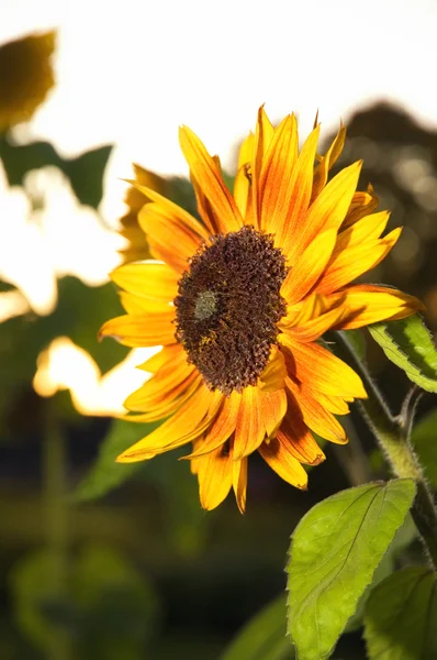 Sunflower at the night — Stock Photo, Image