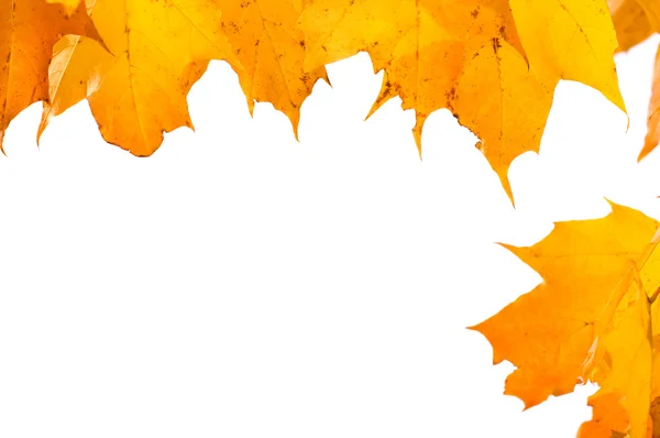 Krásné podzimní listí — Stock fotografie