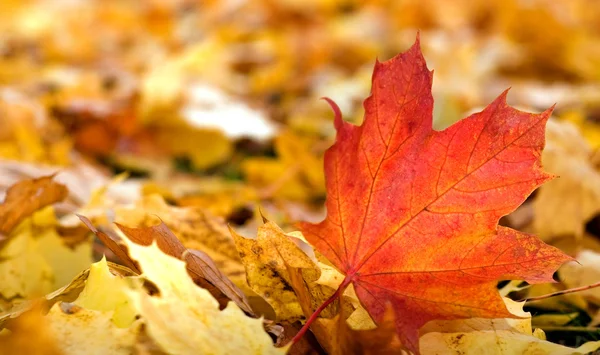 Maple leafs (ondiepe dof) — Stockfoto