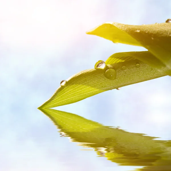 Folha refletida na água — Fotografia de Stock