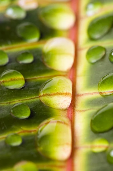Waterdruppels op het blad (ondiepe dof) — Stockfoto
