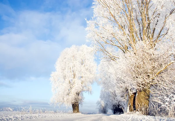 stock image Snowy landscape