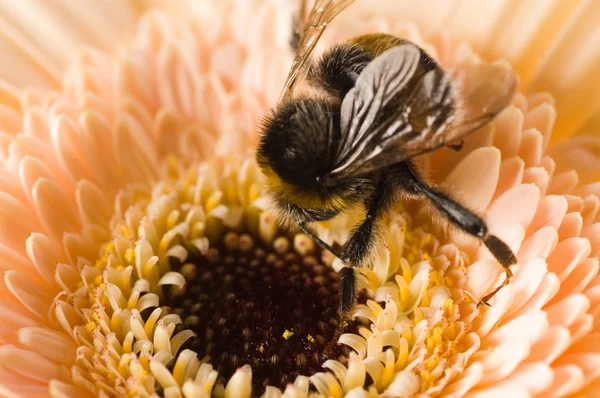 윙윙 거리 다 꿀벌 꽃가루를 수집 — 스톡 사진