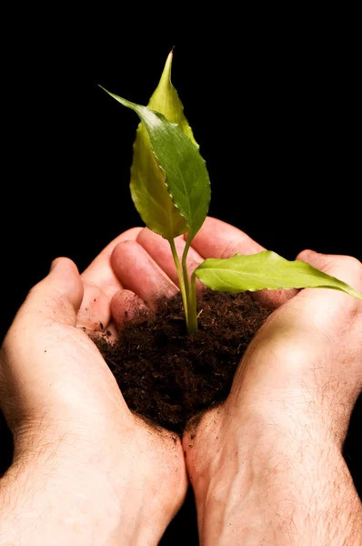 Hombre sosteniendo una pequeña planta en la mano — Foto de Stock