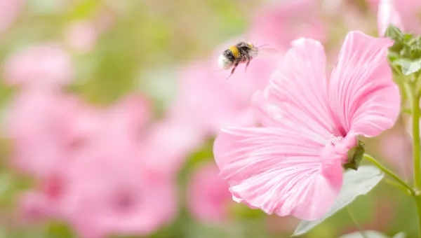 Um zangão-abelha recolhe pólen em flores — Fotografia de Stock