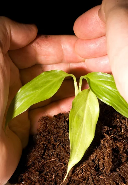 Man skyddar en liten växt i hand — Stockfoto