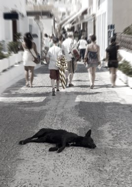 Homeless dog on the street clipart