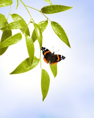 Butterfly on the leaf clipart