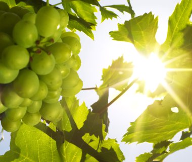 Grapes under the sun (shallow DOF) clipart