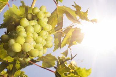 Grapes under the sun clipart