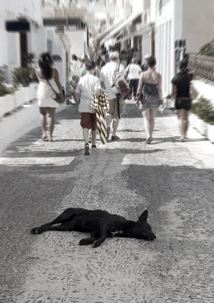 stock image Homeless dog on the street