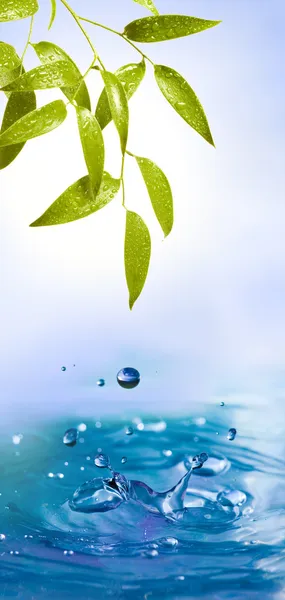 Blätter mit Wassertropfen und Spritzwasser — Stockfoto