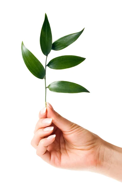 Small plant in woman hand — Stock Photo, Image