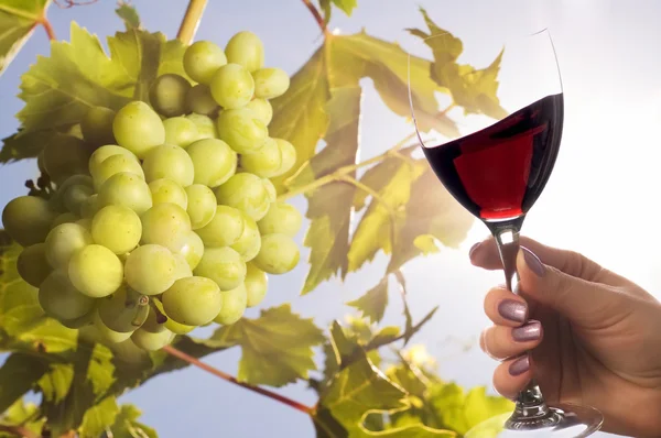 Виноград под солнцем и бокал вина — стоковое фото