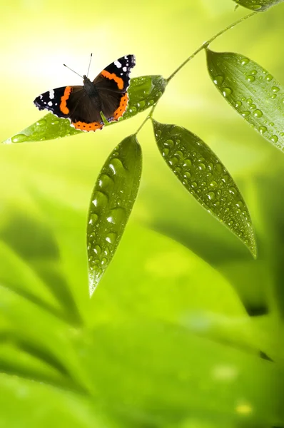 Vlinder op het blad — Stockfoto