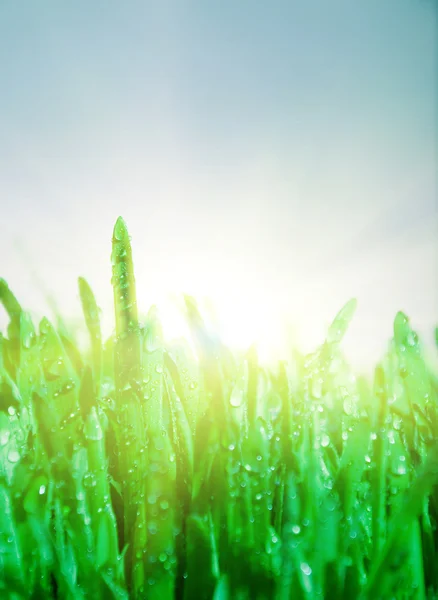 Grönt gräs under regn — Stockfoto